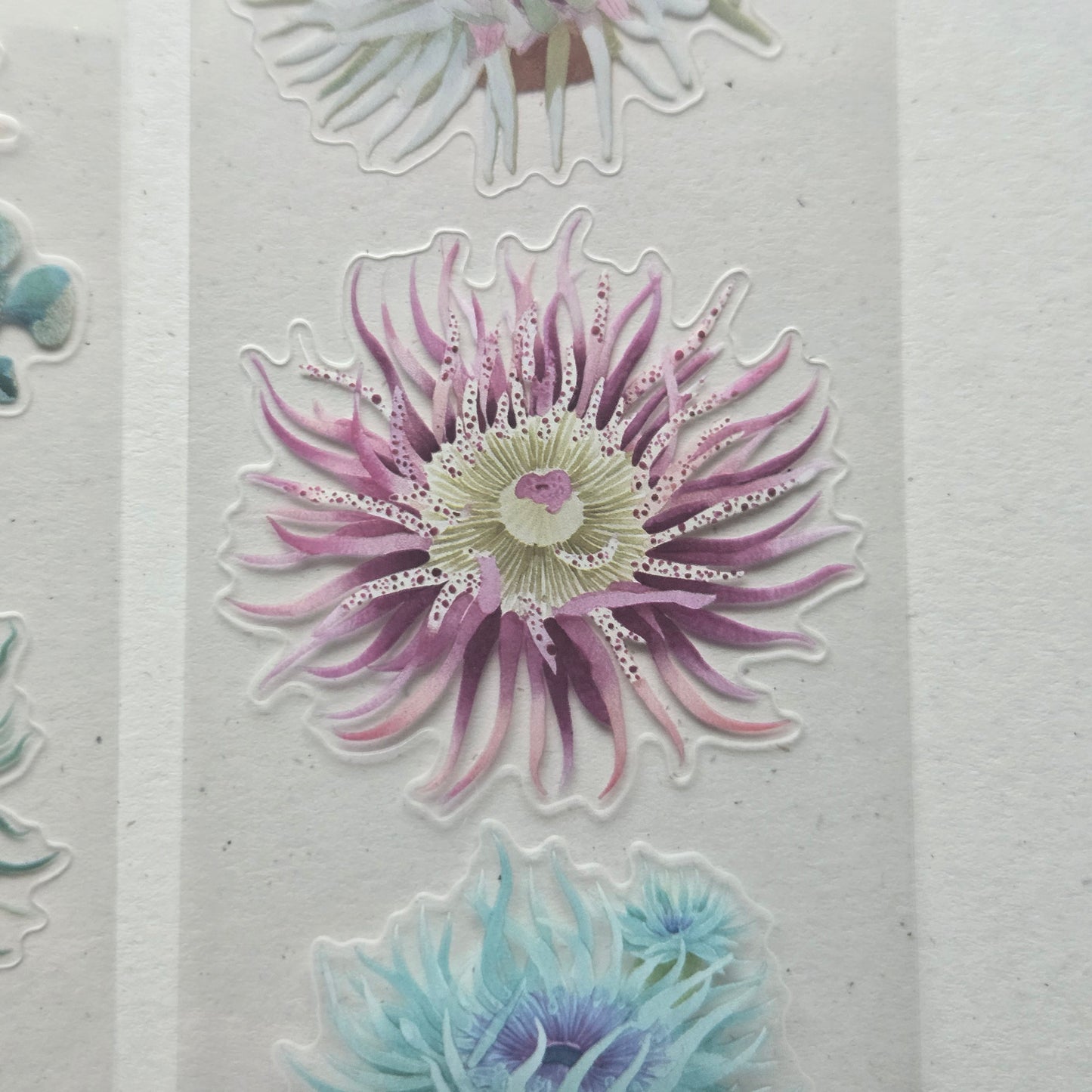 London Gifties Gorgeous Sea Anemones 6cm Wide Kiss Cut Ink PET Tape