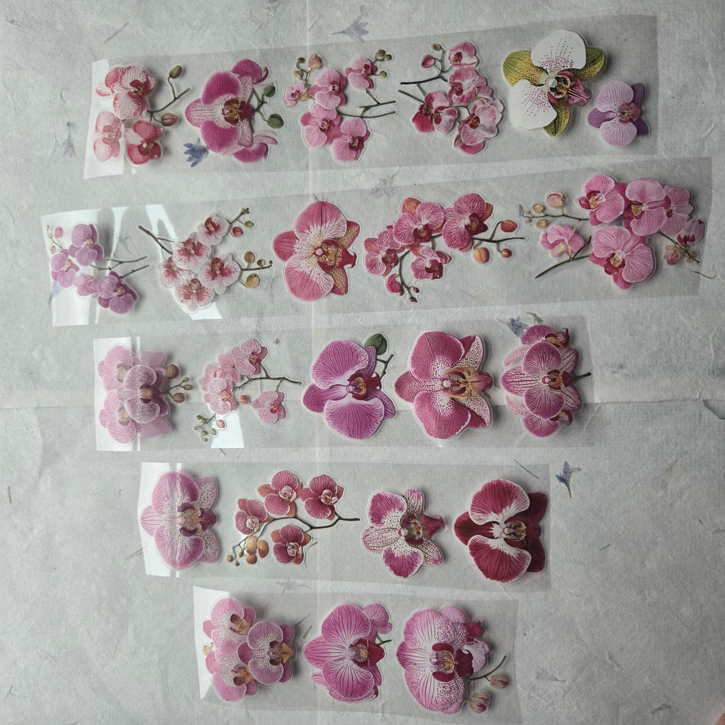 London Gifties Jazzy Moth Orchids 6cm Wide Kiss Cut Ink PET Tape