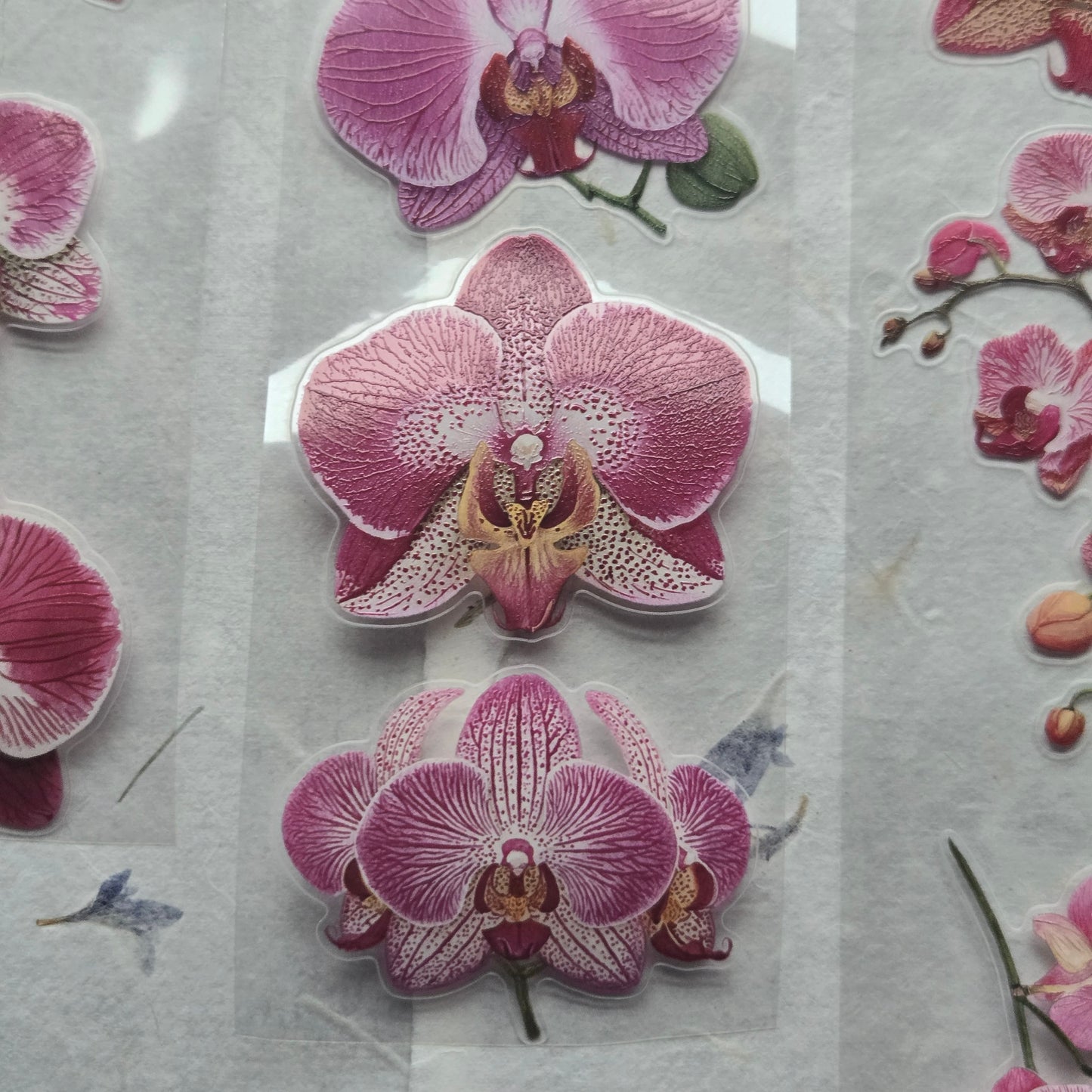 London Gifties Jazzy Moth Orchids 6cm Wide Kiss Cut Ink PET Tape