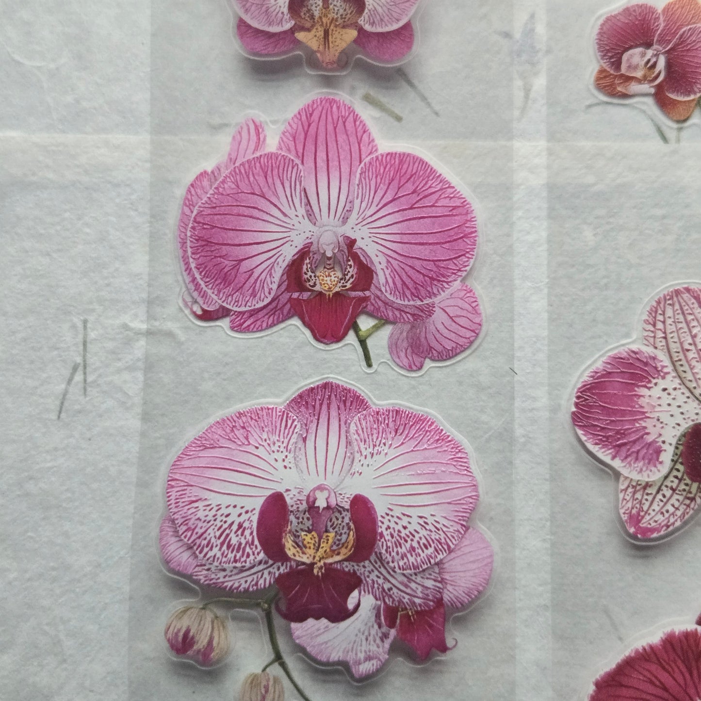 London Gifties Jazzy Moth Orchids 6cm Wide Kiss Cut Ink PET Tape